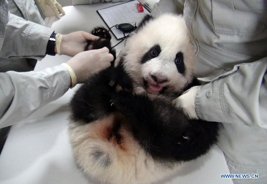 #CHINA-TAIPEI-GIANT PANDA CUB (CN)