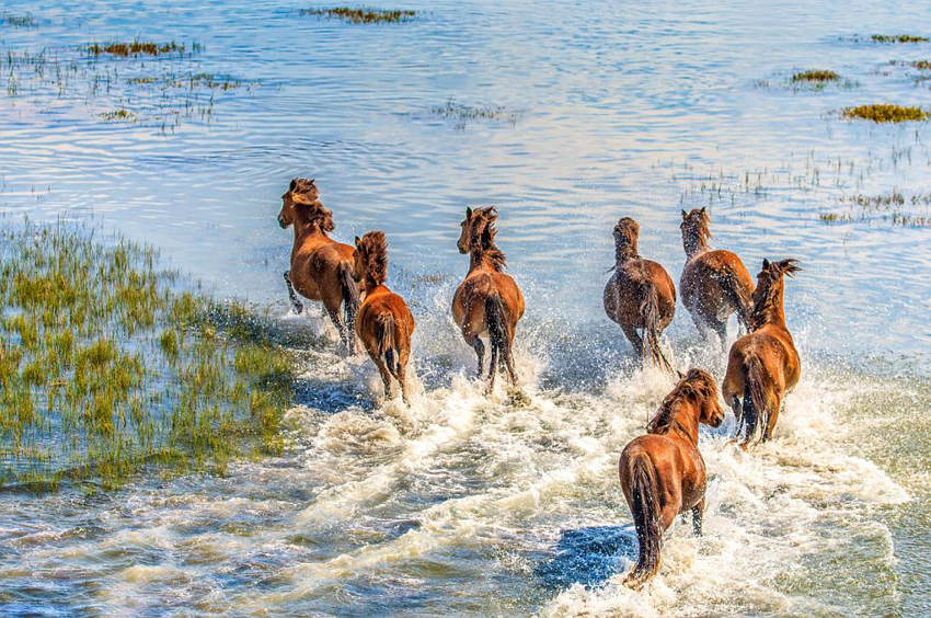 magnificent scenes of horse galloping