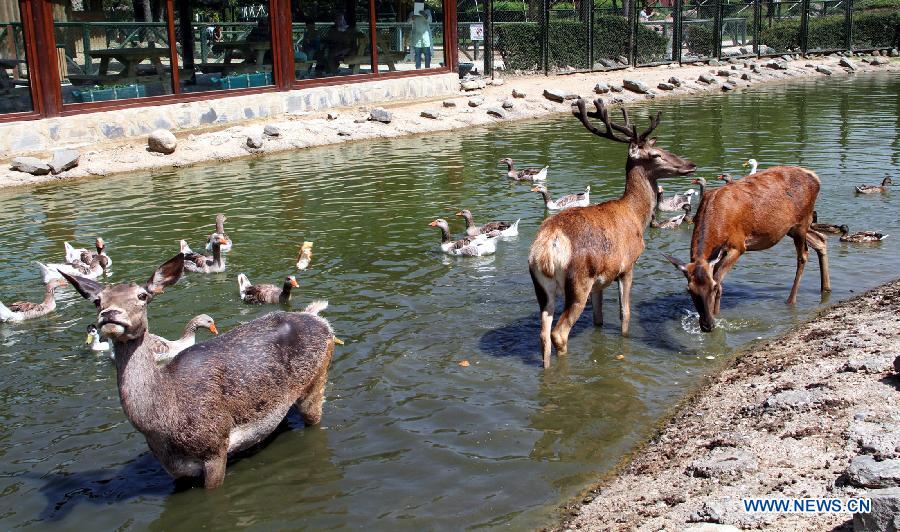 Three deers stand in the water with ducks to escape hot in a zoo in Bursa of Turkey, on June 26, 2014. Bursa is experiencing hot season, the maximum temperature is over 35 Celsius degrees, with lots of animals staying in the water to cool themselves. (Xinhua/Cihan)