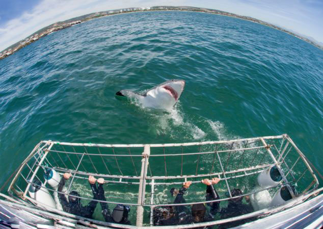Curious shark raises head from water