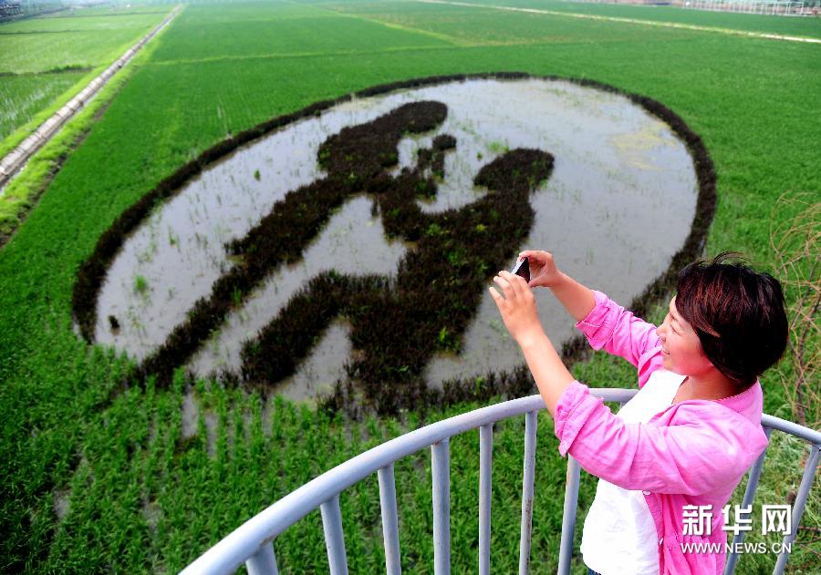 "3D Rice Paddy Painting" found in Shenyang