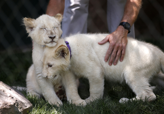 African white lion cubs come to Las Vegas for showcasing.