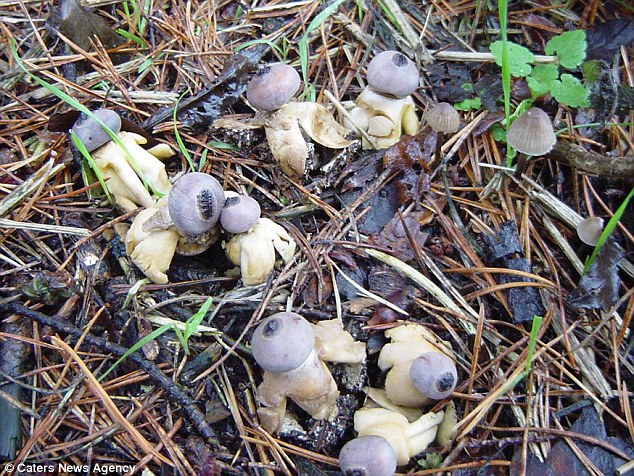 small humanoid mushroom discovered in britain