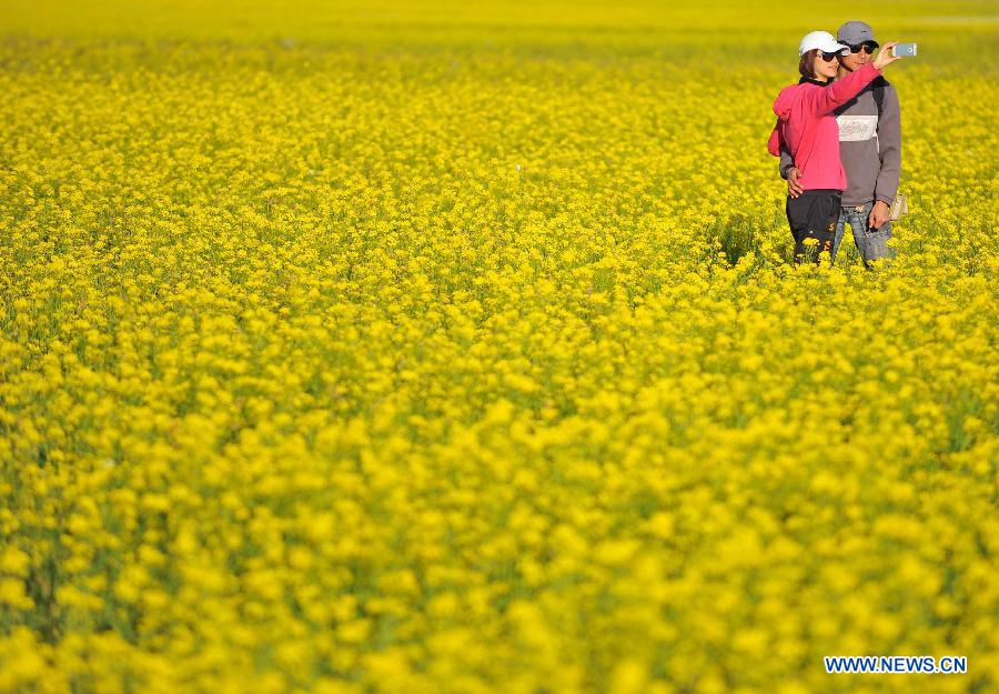 CHINA-TAITUNG-CHISHANG-RAPE FLOWERS (CN)