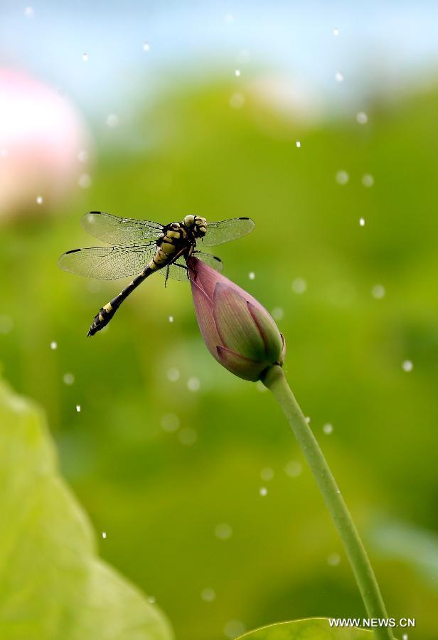 A dragonfly rests