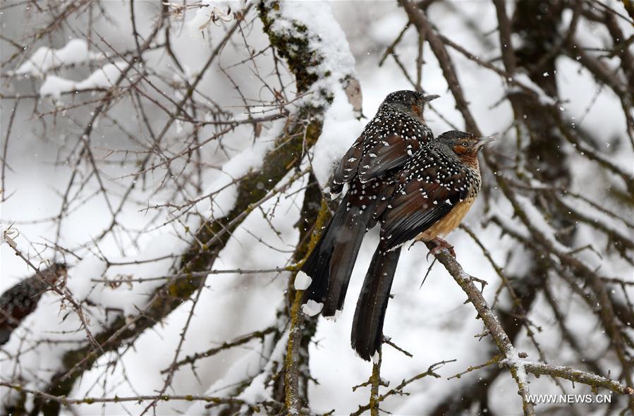 Giant laughingthrushes look for food amid snowfall in NW China