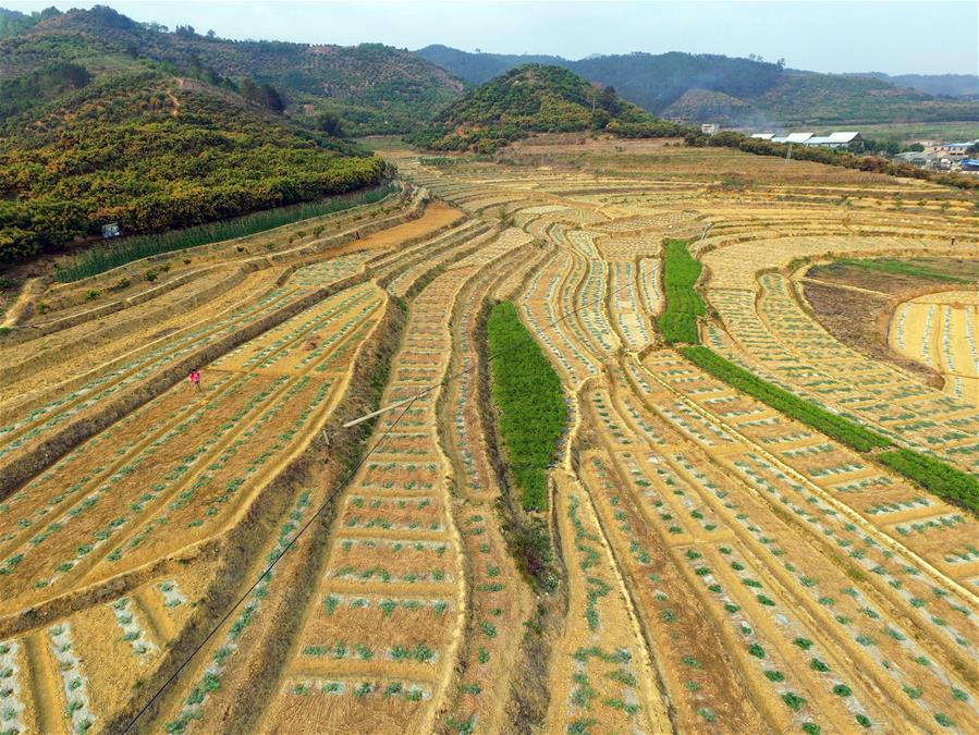 Aerial photos show landscape of watermelon and mango orchards in S China