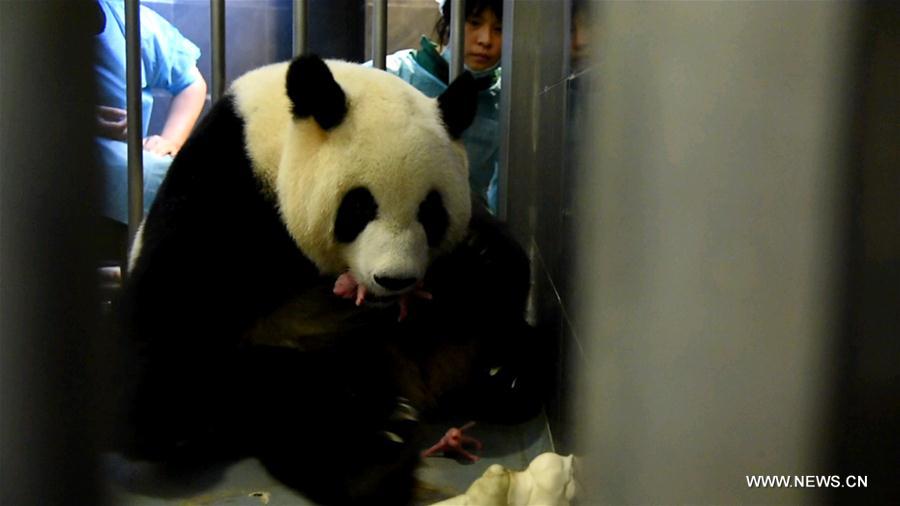 Giant panda in Macao gives birth to twin cubs