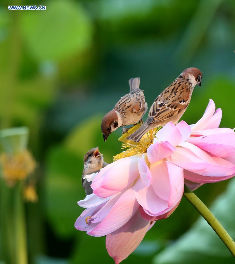 Sparrows forage on a lotus flower at Zizhuyuan Park in Beijing, capital of China, July 7, 2015.