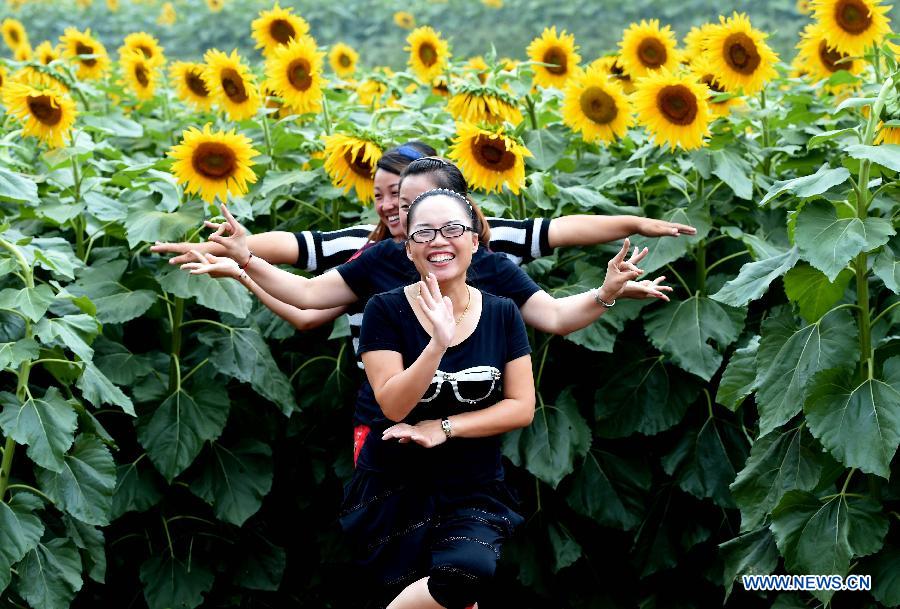 Sunflower farm attracts visitors, C China